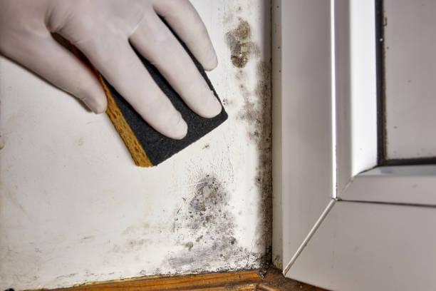 Best Attic Mold Removal  in Page, AZ